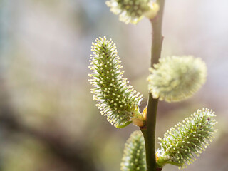 Fluffy buds on spring branches in close-up. Early spring, plant blooms, beauty, allergies