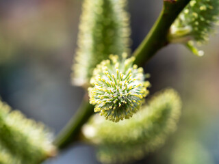 Fluffy buds on spring branches in close-up. Early spring, plant blooms, beauty, allergies