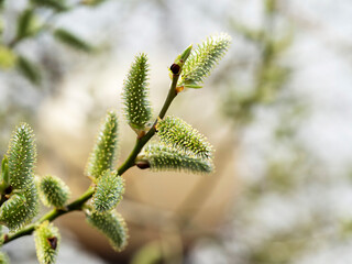 Fluffy buds on spring branches in close-up. Early spring, plant blooms, beauty, allergies