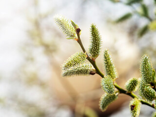 Fluffy buds on spring branches in close-up. Early spring, plant blooms, beauty, allergies