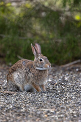 Naklejka na ściany i meble Eastern cottontail rabbit (Sylvilagus floridanus) in Sarasota, Florida. Species ID tentative.