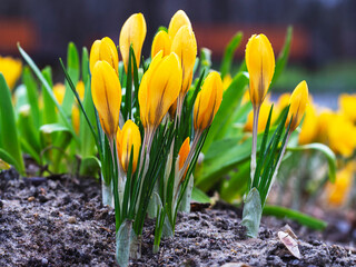 Yellow crocuses close-up, defocused light, time of year spring, flowers.First flowers, the beginning of spring.