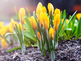 Yellow crocuses close-up, defocused light, time of year spring, flowers.First flowers, the beginning of spring.