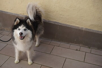 Schwarz-weißer Husky vor beiger Hauswand 