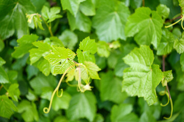 Unripe grapes with green leaves close up