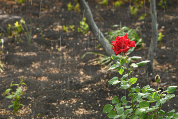 One beautiful red rose in the rain in garden. Summer floral background
