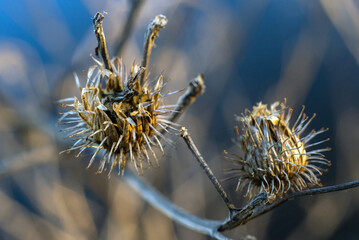 macro photo of burdock close up in natural colors - obrazy, fototapety, plakaty