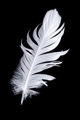 white feather of a goose on a black background