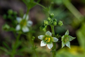 White flowers of a wild toxic plant (Bryonia dioica)