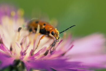 Detail of a beetle eating the stamens of a purple flower in the field