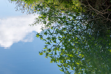 reflection of trees in water