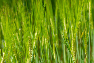 Fototapeta na wymiar Green wheat ears background