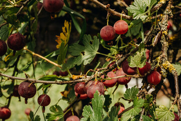 Fresh gooseberries on a branch of gooseberry bush with sunlight. Gooseberry in the fruit garden.