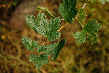 A branch of a gooseberry bush with green leaves. Green leaves on a sunny day