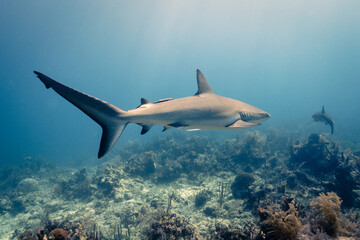 Caribbean Reef Shark 