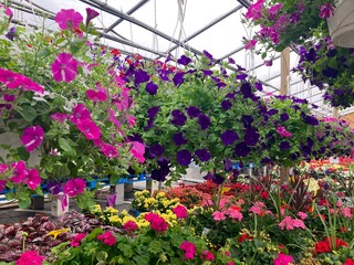 abundance of flowers in a greenhouse