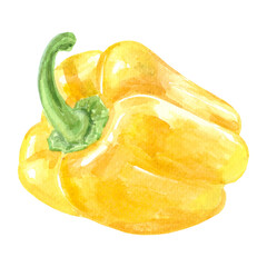 Yellow pepper watercolor illustration. Sweet paprika. High quality photo