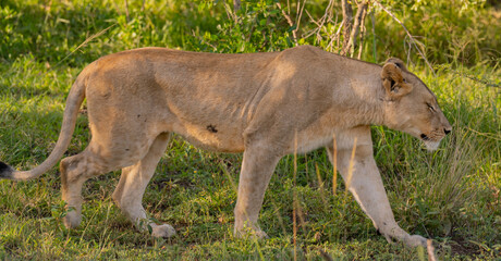 Obraz premium Löwin im Naturreservat im Hluhluwe Nationalpark Südafrika