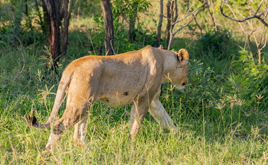 Naklejka premium Löwin im Naturreservat im Hluhluwe Nationalpark Südafrika