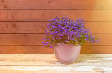 Lobelia blue blossom in purple flower pot on aged wooden table. Selective focus.