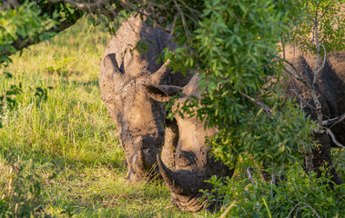 Fototapeta na wymiar Nashorn im Naturreservat Hluhluwe Nationalpark Südafrika