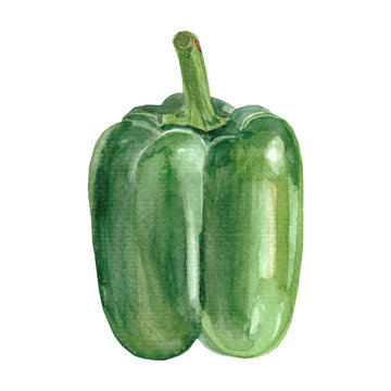 Green pepper watercolor illustration. Sweet paprika. High quality photo