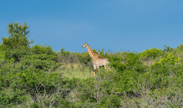Giraffe im Naturreservat im Hluhluwe Nationalpark S&uuml;dafrika