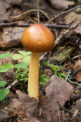 Wildlife of Europe- edible and inedible mushrooms growing in forest.