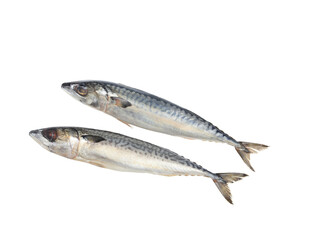 saba fish or mackerel in raw fresh on white background for sea food editing work. object background with clipping path.