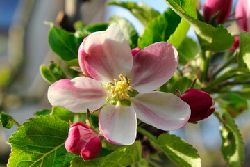 Fototapeta na wymiar An apple blossom in detail.