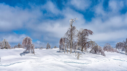 Trees ladened with Ice