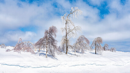 Trees ladened with Ice