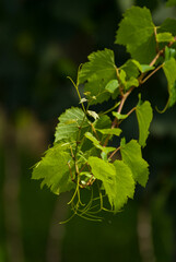 The high altitude wines from the vineyards of Santa Catarina are giving surprising results, due to all the care taken with their grapes, malbec, cabernet sauvignbon, merlot, among others.
