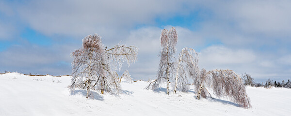 Trees ladened with Ice