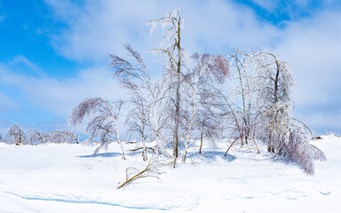 Trees ladened with Ice