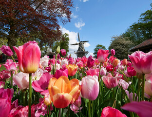 Titel: Beautiful flowers such as tulips and daffodils in the largest spring flower garden in the...