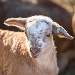 The mottled lamb