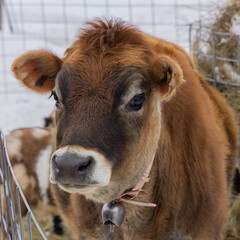 The Caramel Cow