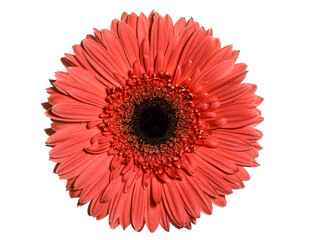 red gerbera isolated on white