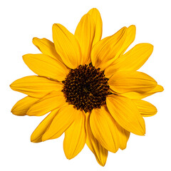 Obraz premium sunflower isolated