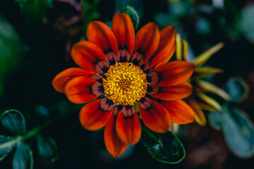orange dahlia flower