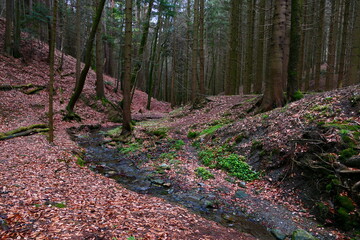 Wasser fließt durch den Wald