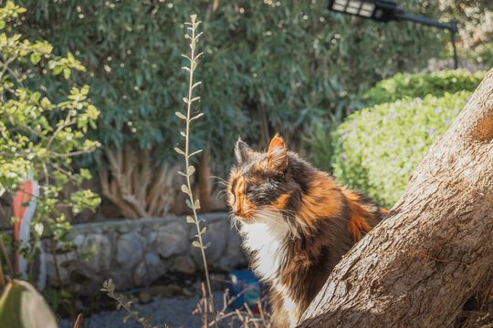 Cat Meditating In The Sun.