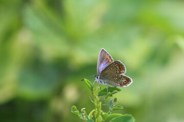Motyl modraszek ikar na zielonym tle