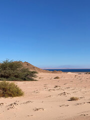 Fototapeta na wymiar Beach on the shores of Red Sea in Nabq protected area, Sharm El Sheikh, Sinai peninsula, Egypt, North Africa. 