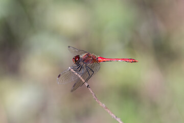 Czerwona ważka siedząca na gałązce