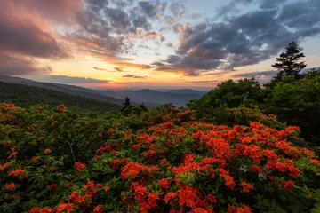 Wandcirkels tuinposter Blooming flame azalea at sunset along the Appalachian Trail in Tennessee © aheflin