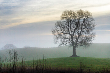 A tree with bare branches against a mottled sky on a misty winter dawn in Irthington, Cumbria, England UK