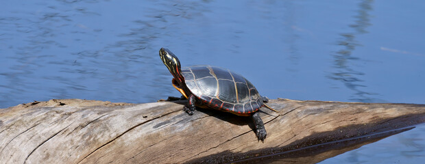 Painted turtle bathing under sun - Powered by Adobe