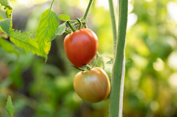 Young tomato on a branch. Fresh organic tomatoes